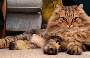 a cute cat photo that is cute