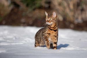 a cute cat photo that is cute