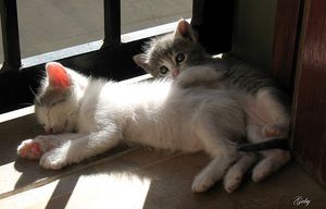 a cute cat photo that is cute