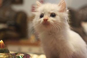 a cute cat photo that is cute