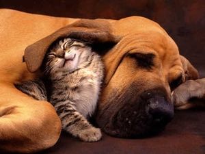 a cute cat photo that is cute