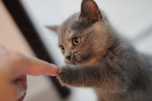 a cute cat photo that is cute