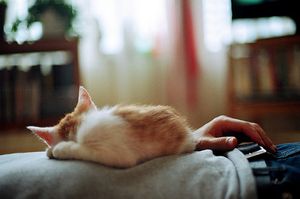 a cute cat photo that is cute