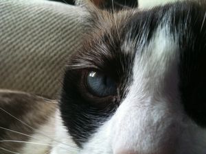 a cute cat photo that is cute