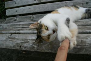 a cute cat photo that is cute