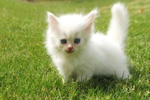 a cute cat photo that is cute