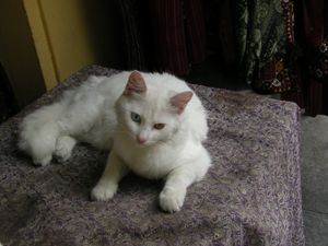 a cute cat photo that is cute