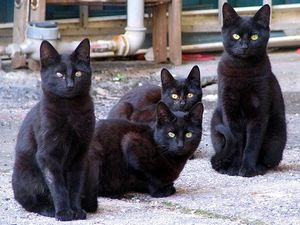 a cute cat photo that is cute