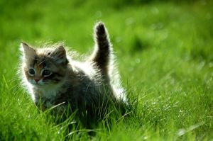 a cute cat photo that is cute