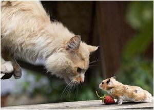 a cute cat photo that is cute
