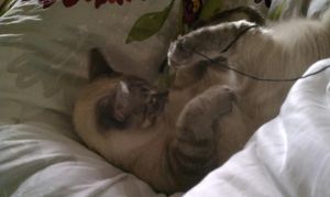 a cute cat photo that is cute