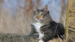 a cute cat photo that is cute