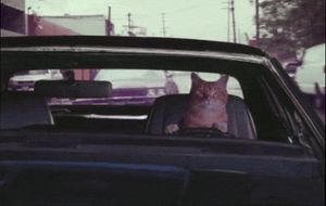 a cute cat photo that is cute