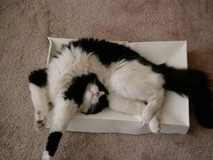 a cute cat photo that is cute