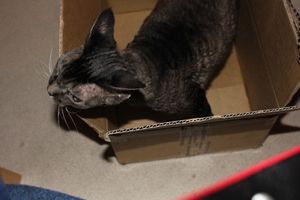 a cute cat photo that is cute