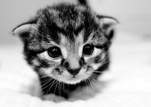 a cute cat photo that is cute