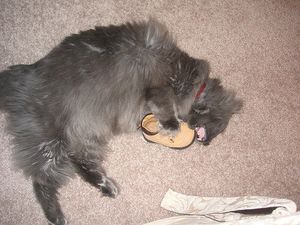 a cute cat photo that is cute