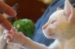 a cute cat photo that is cute