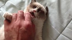 a cute cat photo that is cute