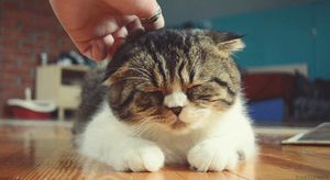 a cute cat photo that is cute