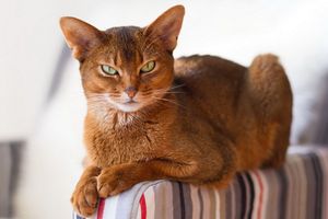 a cute cat photo that is cute