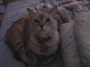 a cute cat photo that is cute