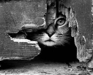 a cute cat photo that is cute