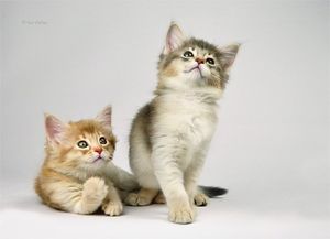 a cute cat photo that is cute