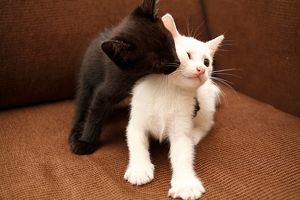 a cute cat photo that is cute