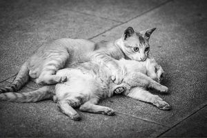 a cute cat photo that is cute