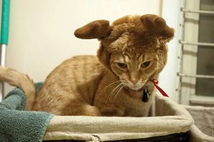 a cute cat photo that is cute