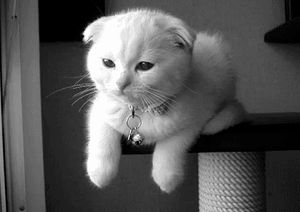 a cute cat photo that is cute