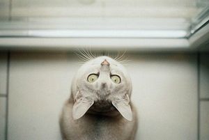 a cute cat photo that is cute