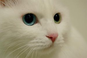 a cute cat photo that is cute