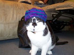 a cute cat photo that is cute