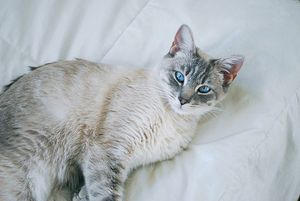 a cute cat photo that is cute