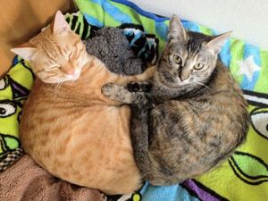 a cute cat photo that is cute