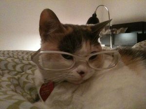 a cute cat photo that is cute