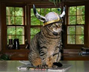 a cute cat photo that is cute