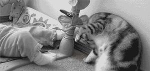 a cute cat photo that is cute