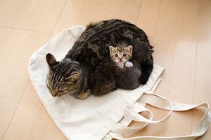 a cute cat photo that is cute