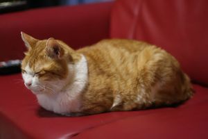 a cute cat photo that is cute