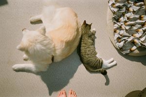 a cute cat photo that is cute