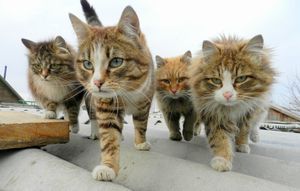 a cute cat photo that is cute