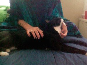 a cute cat photo that is cute