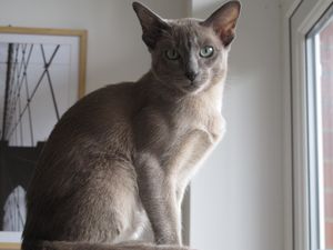a cute cat photo that is cute