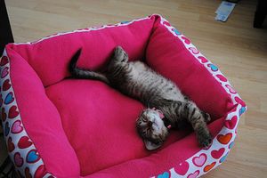 a cute cat photo that is cute