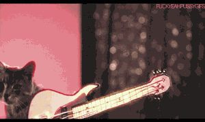 a cute cat photo that is cute