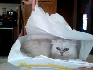 a cute cat photo that is cute