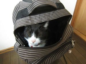a cute cat photo that is cute